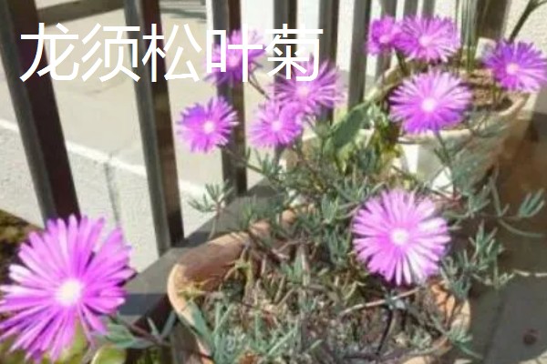 松叶菊的常见品种，有橙黄松叶菊、丝状松叶菊等