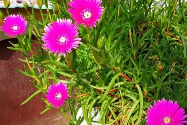 松叶菊的常见品种，有橙黄松叶菊、丝状松叶菊等