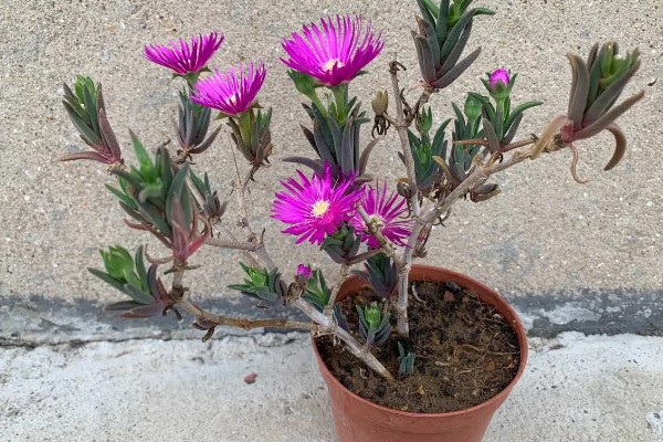 松叶菊的常见品种，有橙黄松叶菊、丝状松叶菊等