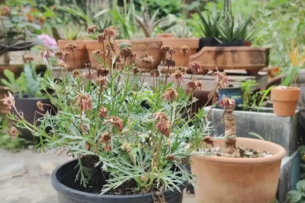 松叶菊的常见品种，有橙黄松叶菊、丝状松叶菊等