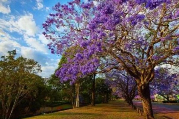 蓝花楹如何移栽,适合在每年3月份的时候移栽