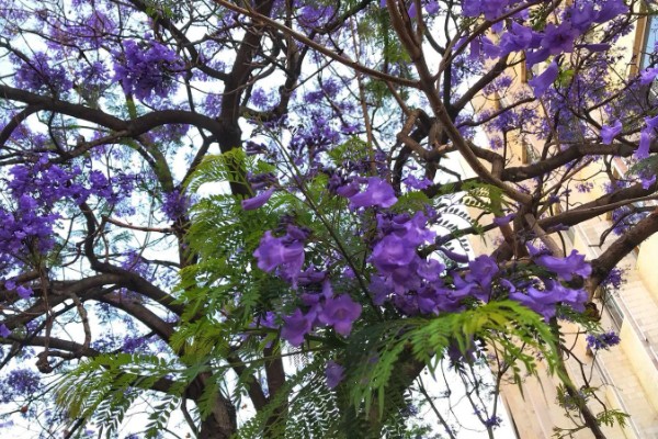 蓝花楹如何移栽,适合在每年3月份的时候移栽