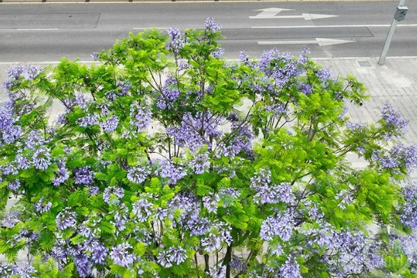 蓝花楹如何移栽,适合在每年3月份的时候移栽