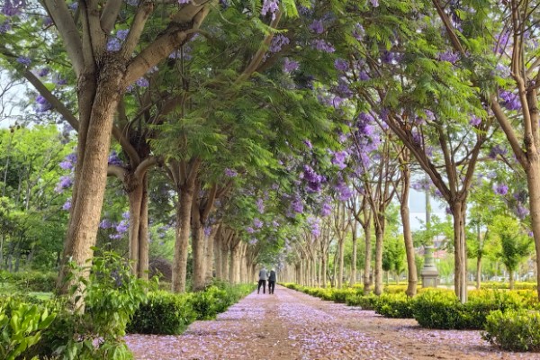 蓝花楹如何移栽,适合在每年3月份的时候移栽