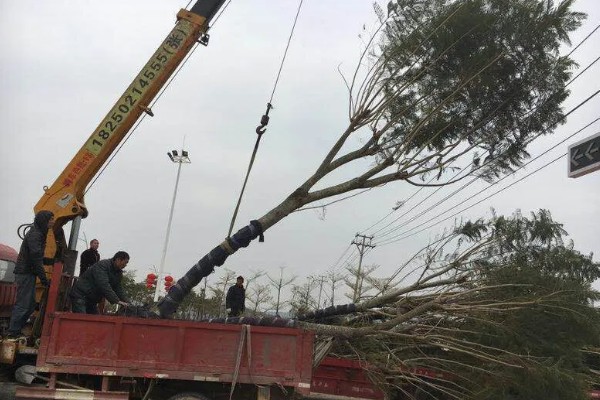 蓝花楹如何移栽,适合在每年3月份的时候移栽