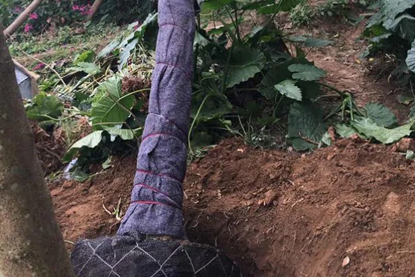 蓝花楹如何移栽,适合在每年3月份的时候移栽