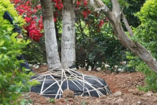 蓝花楹如何移栽,适合在每年3月份的时候移栽