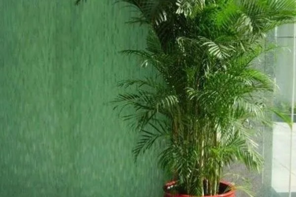 散尾葵叶子发黄的防治方法，生长期间需经常往叶片周围喷水