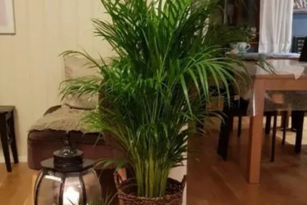 散尾葵叶子发黄的防治方法，生长期间需经常往叶片周围喷水