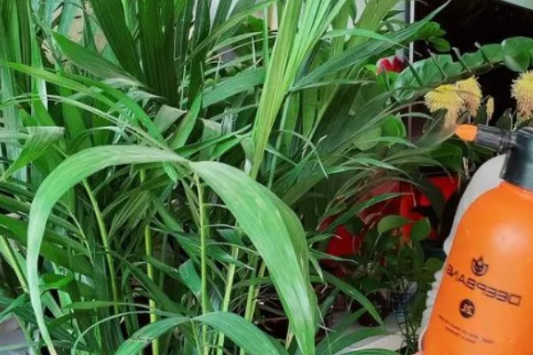 散尾葵叶子发黄的防治方法，生长期间需经常往叶片周围喷水