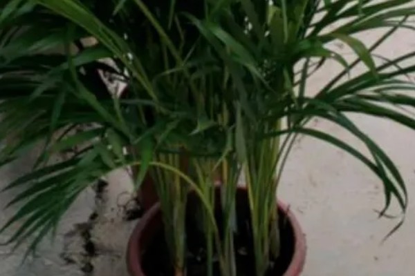 散尾葵叶子发黄的防治方法，生长期间需经常往叶片周围喷水