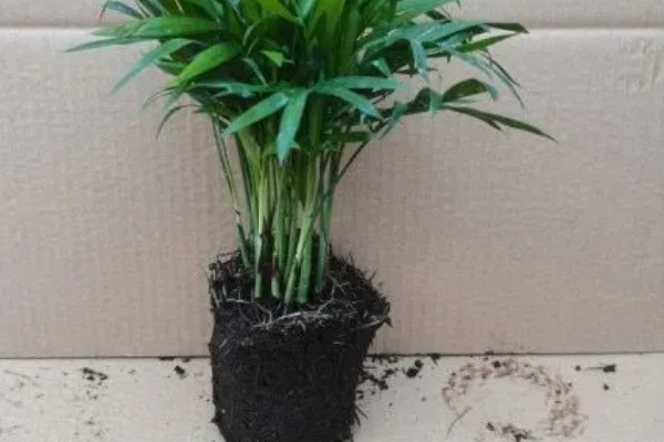 散尾葵叶子发黄的防治方法，生长期间需经常往叶片周围喷水