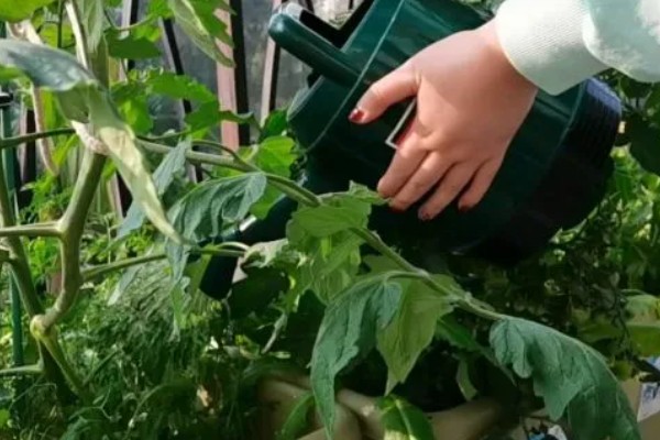 小番茄叶子发黄怎么解决，可能是肥料不足所致