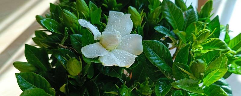 栀子花在室外过冬的方法，覆盖塑料薄膜可以保温