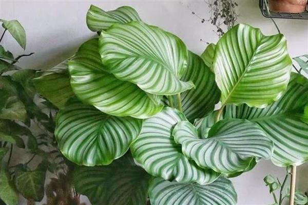 青苹果竹芋的修剪方法,将病弱枝、密集枝、枯黄枝剪除