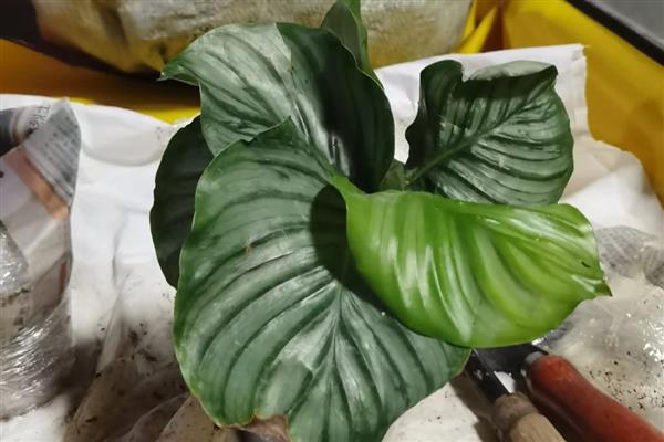 青苹果竹芋的修剪方法,将病弱枝、密集枝、枯黄枝剪除