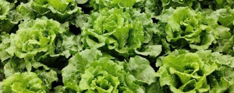 生菜是单子叶植物吗，不是单子叶植物而是双子叶植物