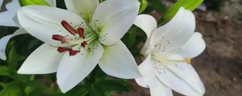 百合花和马蹄莲有什么区别，前者属于百合科、后者属于天南星科