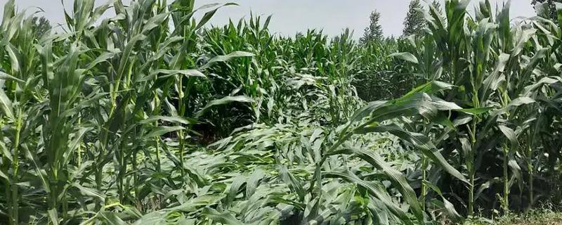 玉米灌浆异常的发生原因，可能是品种本身的原因
