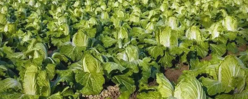 大白菜可以忍受零下几度，可以忍受零下3℃的低温
