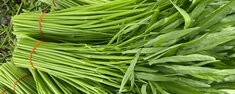如何挑选空心菜，根据茎干、叶子和颜色来挑选