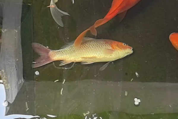 鱼快死了能不能救活,缺氧或受到刺激救活的几率比较大