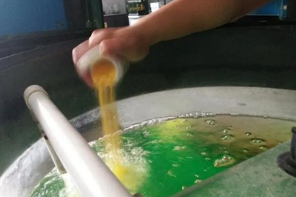 鱼快死了能不能救活,缺氧或受到刺激救活的几率比较大