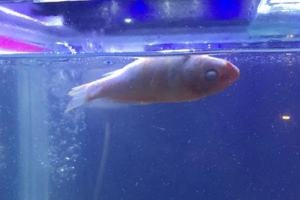 鱼快死了能不能救活,缺氧或受到刺激救活的几率比较大