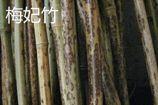 梅妃竹与湘妃竹的区别，花纹和产地均不同