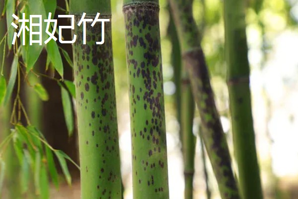 梅妃竹与湘妃竹的区别，花纹和产地均不同