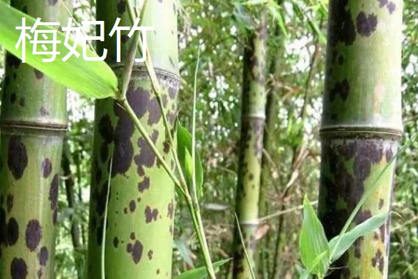 梅妃竹与湘妃竹的区别，花纹和产地均不同