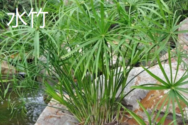 梅妃竹与湘妃竹的区别，花纹和产地均不同