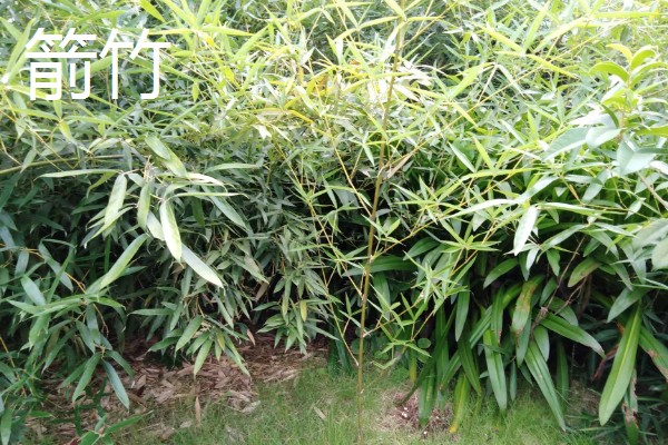 梅妃竹与湘妃竹的区别，花纹和产地均不同