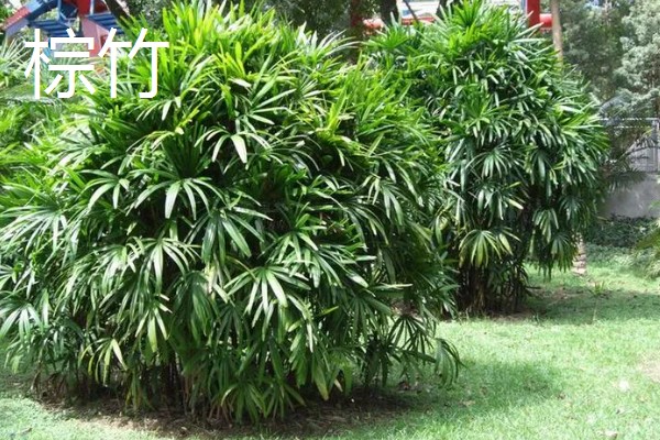 梅妃竹与湘妃竹的区别，花纹和产地均不同