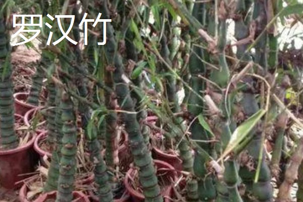 梅妃竹与湘妃竹的区别，花纹和产地均不同