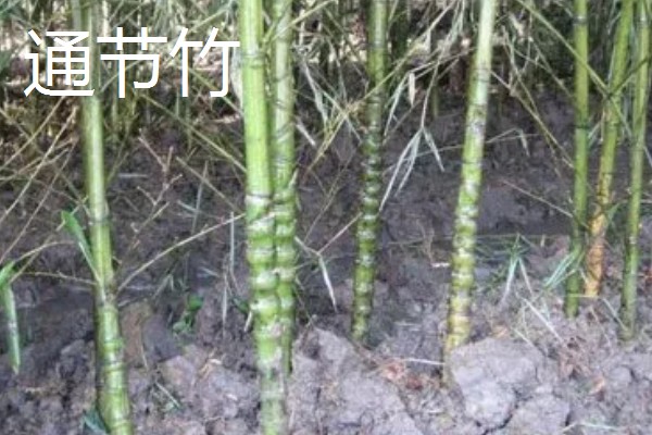 梅妃竹与湘妃竹的区别，花纹和产地均不同