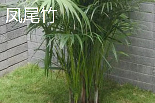 梅妃竹与湘妃竹的区别，花纹和产地均不同