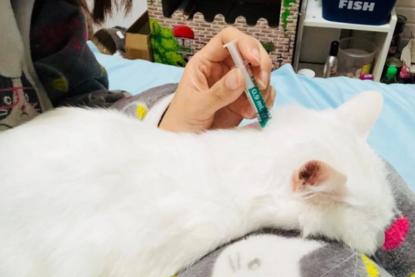 猫不出门也要驱虫吗,在家也要每个月做一次体外驱虫