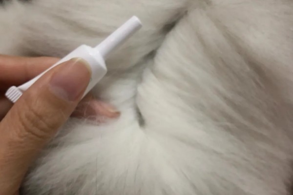 猫不出门也要驱虫吗,在家也要每个月做一次体外驱虫
