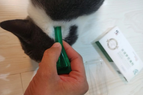 猫不出门也要驱虫吗,在家也要每个月做一次体外驱虫