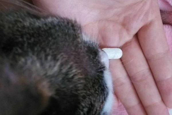 猫不出门也要驱虫吗,在家也要每个月做一次体外驱虫