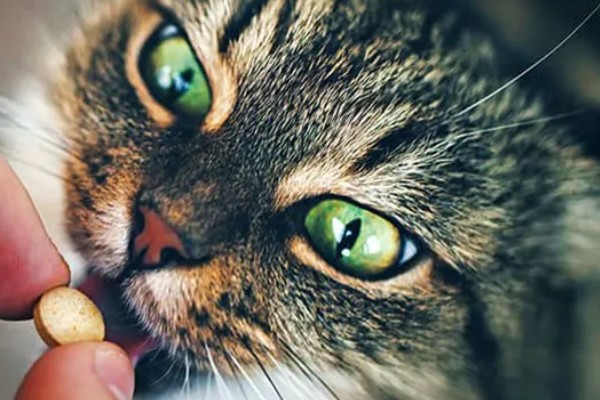 猫不出门也要驱虫吗,在家也要每个月做一次体外驱虫