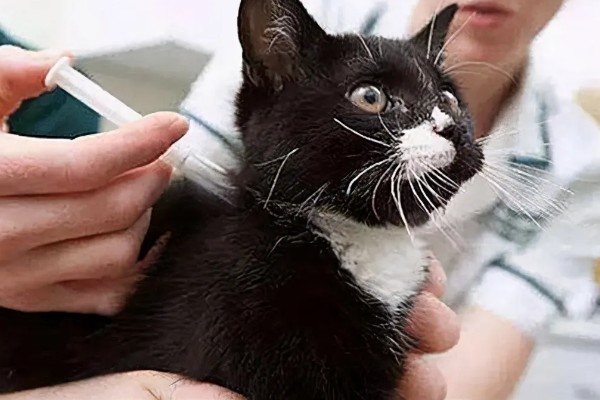 猫不出门也要驱虫吗,在家也要每个月做一次体外驱虫