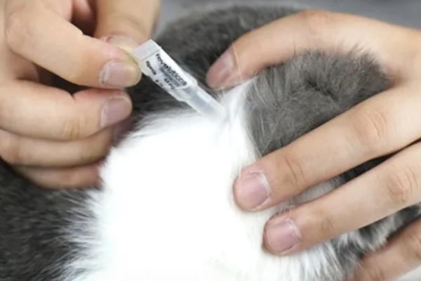 猫不出门也要驱虫吗,在家也要每个月做一次体外驱虫