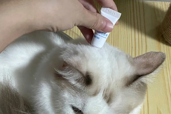 猫不出门也要驱虫吗,在家也要每个月做一次体外驱虫