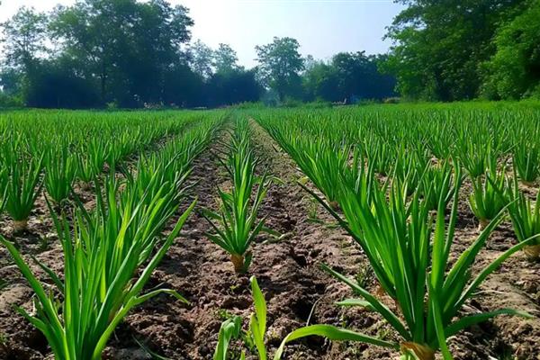 立春后怎么管理洋葱,鳞茎膨大初期亩施30公斤尿素