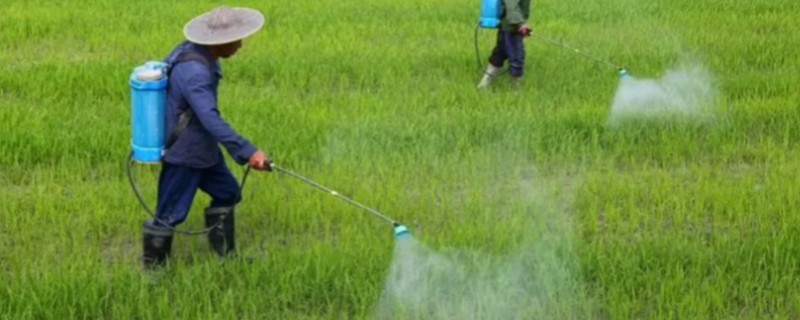 3911治哪些害虫，主要防治粘虫、蚜虫、灰飞虱等