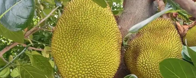菠萝蜜与榴莲的区别，大小和外皮均不同