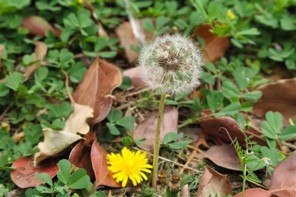哪些植物的种子靠风力传播，常见蒲公英、木棉、柳树等品种