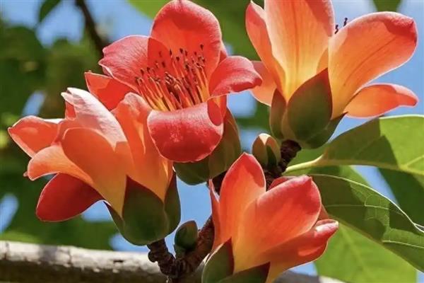 哪些植物的种子靠风力传播，常见蒲公英、木棉、柳树等品种